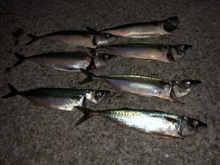 梅雨前ラスト鯖