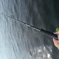 ツバスでっかくなってきた