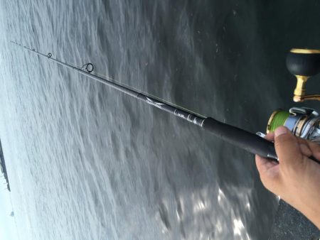 ツバスでっかくなってきた