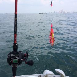 明石タコ   釣果