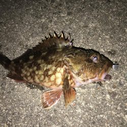 エギング アジング