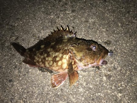 エギング アジング