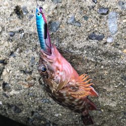 ジグサビキ=爆釣