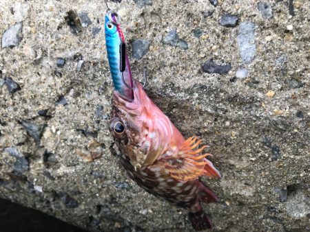 ジグサビキ=爆釣