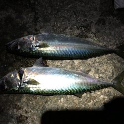 メバル狙いでアジがキタ！