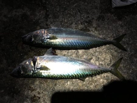 メバル狙いでアジがキタ！