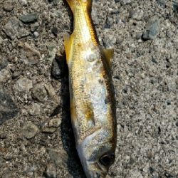 サビキ時々アジング