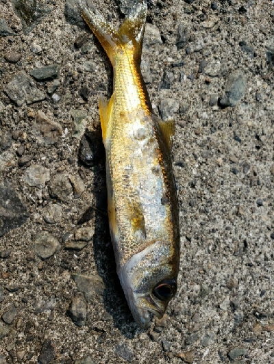 サビキ時々アジング