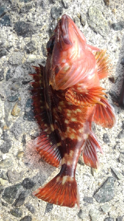 いろいろ小魚GET！！