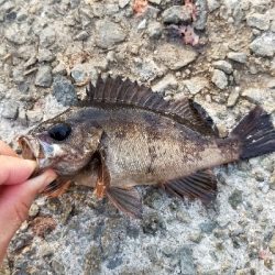 豆あじいっぱい中サバも