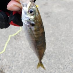 アオリイカを求めて…