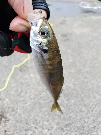 アオリイカを求めて…