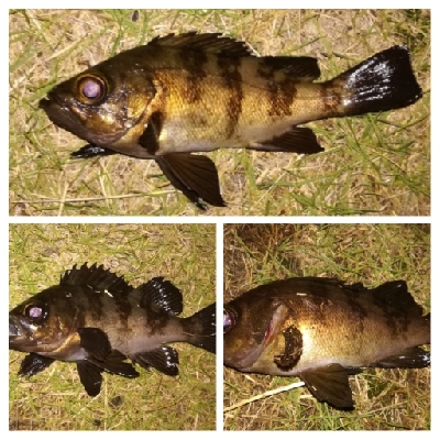 ソルトルアーマン1800〜2145