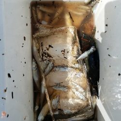 キス釣り　～夕方のアジ～