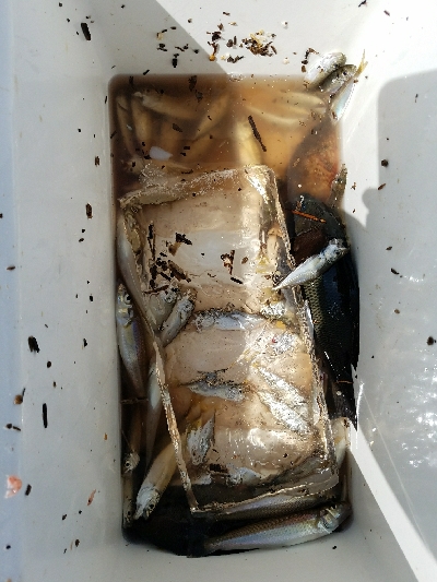 キス釣り　～夕方のアジ～