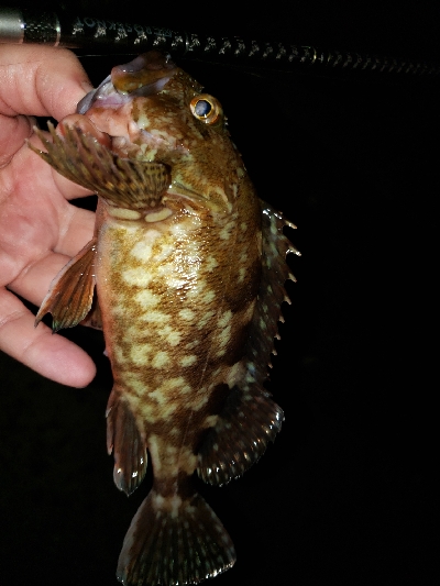 ジグヘッドに‼️