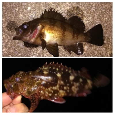 LSJ/アジンガー1800〜2045