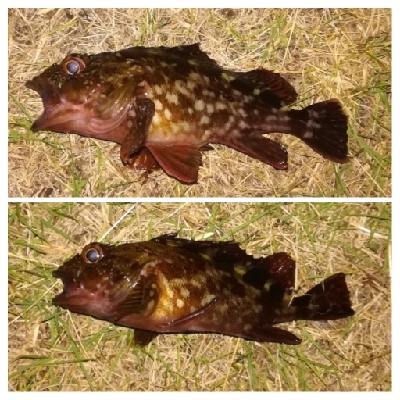 ソルトルアーマン1800〜2045