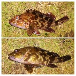 アジンガー1900〜2045