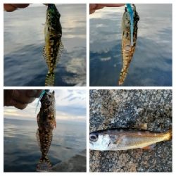 アジンガー1814〜1925