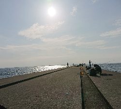 ブリ！サワラ！