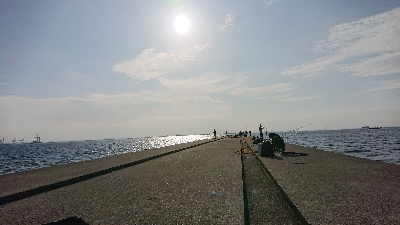 ブリ！サワラ！