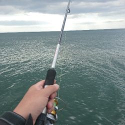 マゴチ狙いで鈴鹿の漁港に行ってきましたが。。