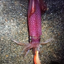 昨日に引き続き