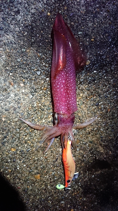 昨日に引き続き