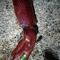 仕事終わりケンサキエギング