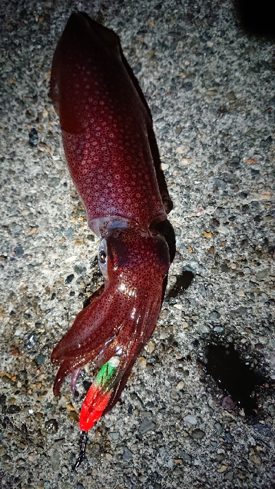 仕事終わりケンサキエギング