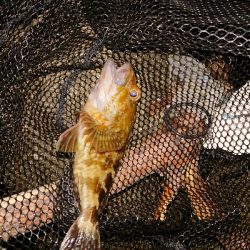 テクニカルなアジング