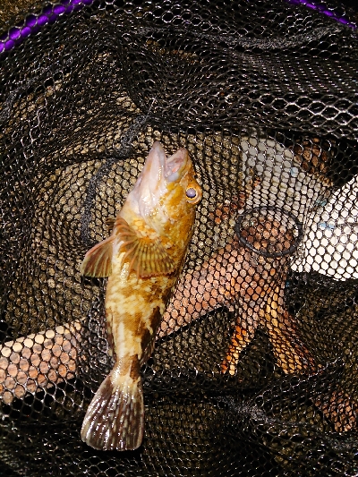 テクニカルなアジング