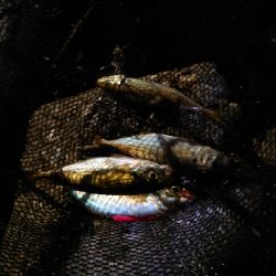 楽しみになってきました