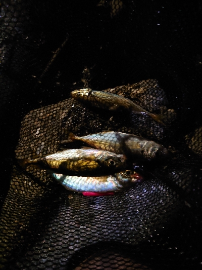 楽しみになってきました