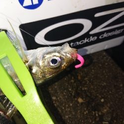 荒れると色々釣れます。