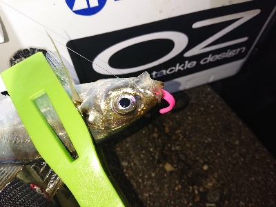 荒れると色々釣れます。