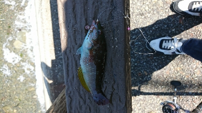 ベラ＆ガッチョの猛攻(笑)