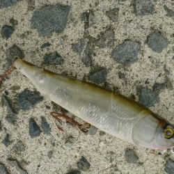 朝マズメにトップ一発！70アップ3キロオーバーゲット！