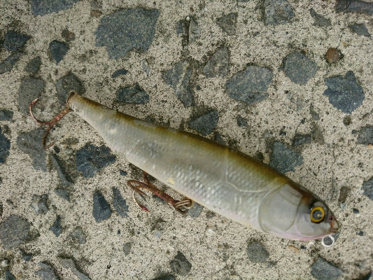 朝マズメにトップ一発！70アップ3キロオーバーゲット！