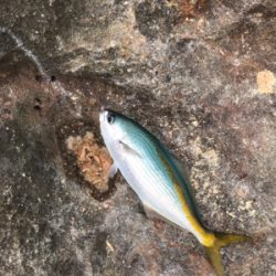 地磯で五目釣り