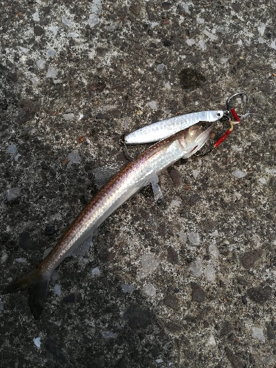 久しぶりのオオモンハタ