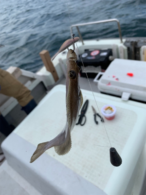 ソウハチカレイシーズンイン!