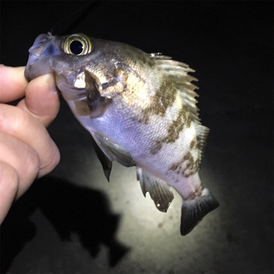 メバルの数釣りライトゲーム