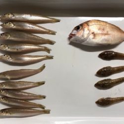 淡路島チョイ投げ