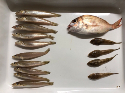 淡路島チョイ投げ