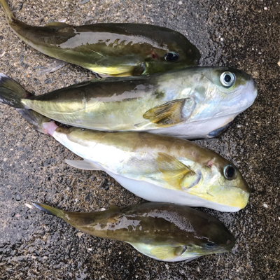 ライトジギング