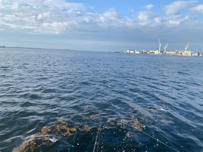 テクトロメバルといつものツバス。