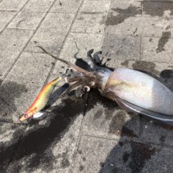 コウイカ エギング