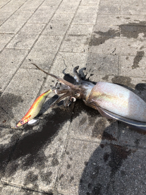 コウイカ エギング